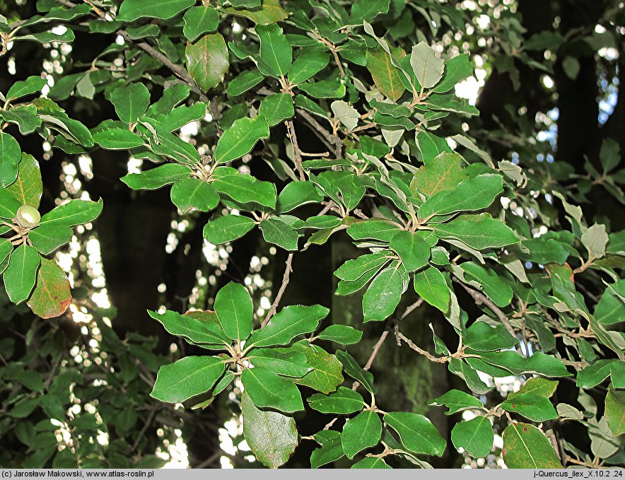 Quercus ilex (dąb ostrolistny)