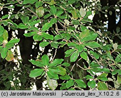 Quercus ilex (dąb ostrolistny)