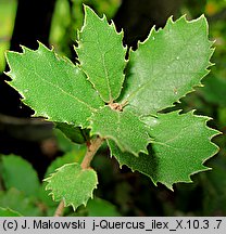 Quercus ilex (dąb ostrolistny)