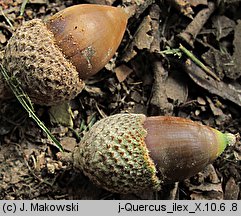 Quercus ilex (dąb ostrolistny)