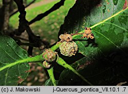 Quercus pontica (dąb pontyjski)