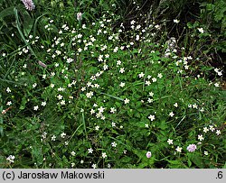 Ranunculus platanifolius (jaskier platanolistny)