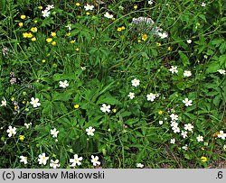 Ranunculus platanifolius (jaskier platanolistny)