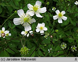 Ranunculus platanifolius (jaskier platanolistny)