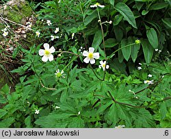 Ranunculus platanifolius (jaskier platanolistny)