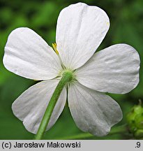 Ranunculus platanifolius (jaskier platanolistny)