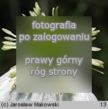 Ranunculus platanifolius (jaskier platanolistny)