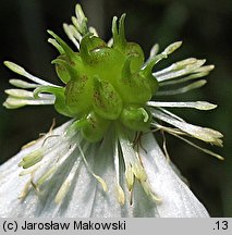 Ranunculus platanifolius (jaskier platanolistny)