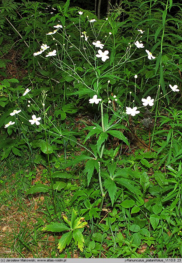 Ranunculus platanifolius (jaskier platanolistny)