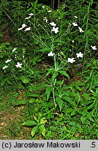 Ranunculus platanifolius (jaskier platanolistny)