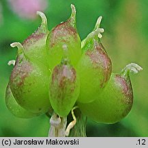 Ranunculus platanifolius (jaskier platanolistny)