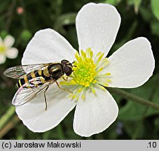 Ranunculus platanifolius (jaskier platanolistny)