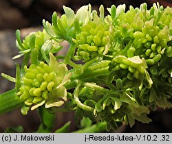 Reseda lutea (rezeda żółta)