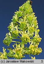 Reseda lutea (rezeda żółta)