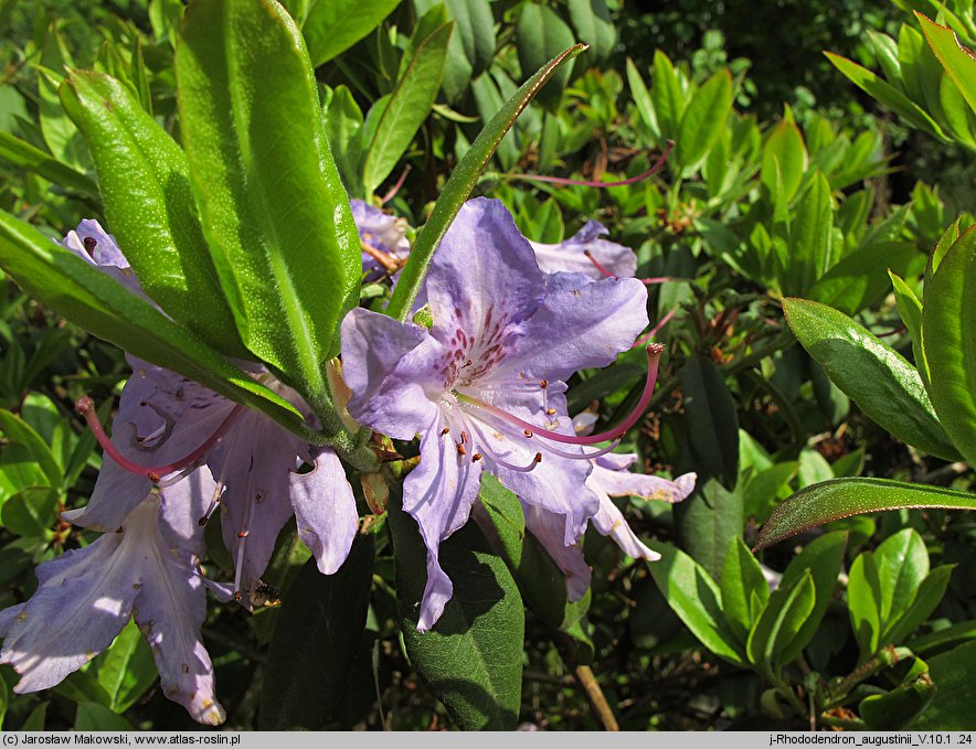 Rhododendron augustinii (różanecznik Augustyna)