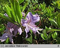 Rhododendron augustinii (różanecznik Augustyna)