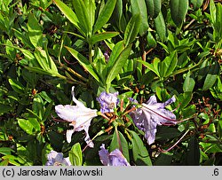 Rhododendron augustinii (różanecznik Augustyna)