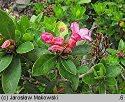 Rhododendron ferrugineum (różanecznik alpejski)