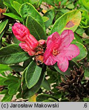 Rhododendron ferrugineum (różanecznik alpejski)