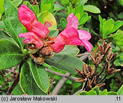 Rhododendron ferrugineum (różanecznik alpejski)