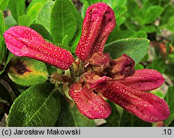 Rhododendron ferrugineum (różanecznik alpejski)