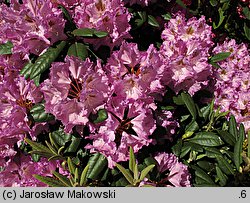 Rhododendron hort. Ernest Inman
