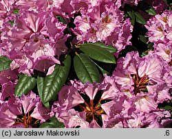 Rhododendron hort. Ernest Inman
