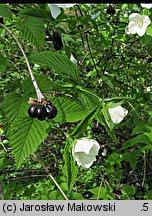 Rhodotypos scandens (różowiec biały)