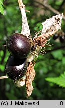 Rhodotypos scandens (różowiec biały)