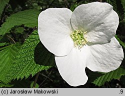 Rhodotypos scandens (różowiec biały)