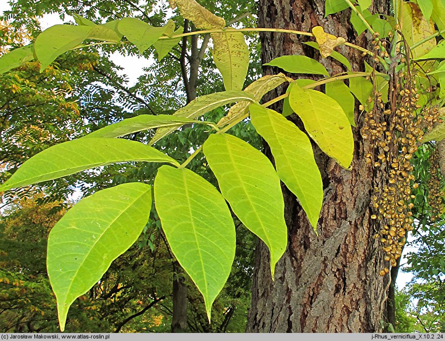 Toxicodendron vernicifluum (sumak lakowy)