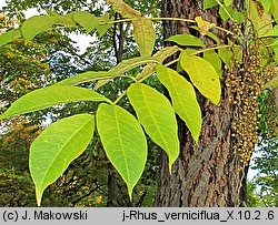 Toxicodendron vernicifluum (sumak lakowy)