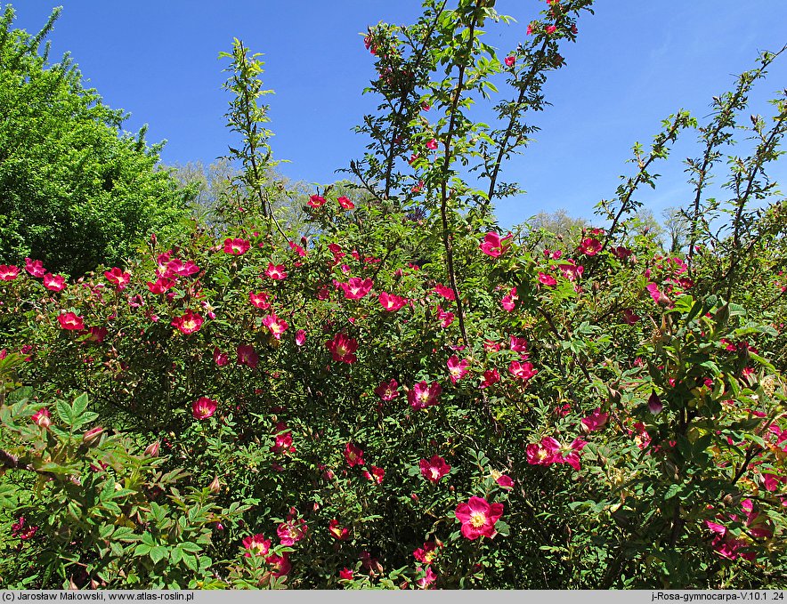 Rosa gymnocarpa