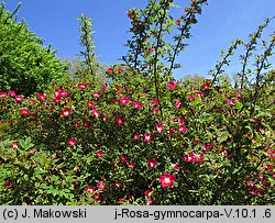 Rosa gymnocarpa