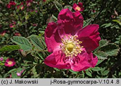 Rosa gymnocarpa