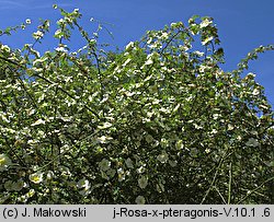 Nardus stricta (bliźniczka psia trawka)