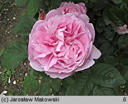 Rosa hort. Mary Rose