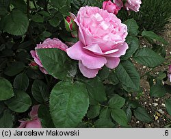 Rosa hort. Mary Rose