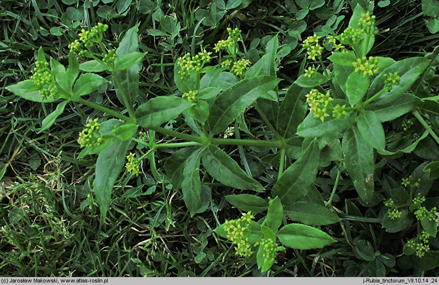 Rubia tinctorum (marzana barwierska)