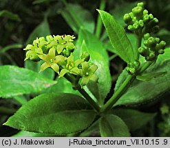 Rubia tinctorum (marzana barwierska)