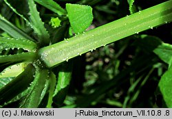 Rubia tinctorum (marzana barwierska)