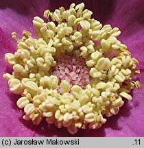 Rubus odoratus (jeżyna pachnąca)