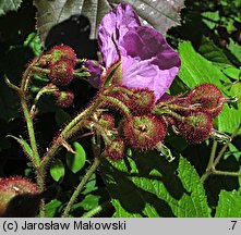 Rubus odoratus (jeżyna pachnąca)