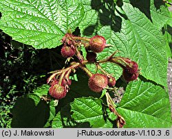 Rubus odoratus (jeżyna pachnąca)