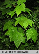 Rubus odoratus (jeżyna pachnąca)