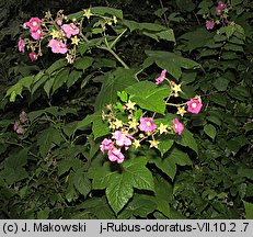 Rubus odoratus (jeżyna pachnąca)