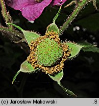 Rubus odoratus (jeżyna pachnąca)