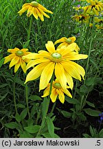 Rudbeckia hirta (rudbekia owłosiona)