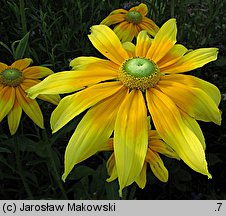 Rudbeckia hirta (rudbekia owłosiona)