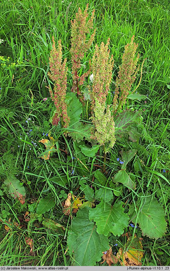 Rumex alpinus (szczaw alpejski)